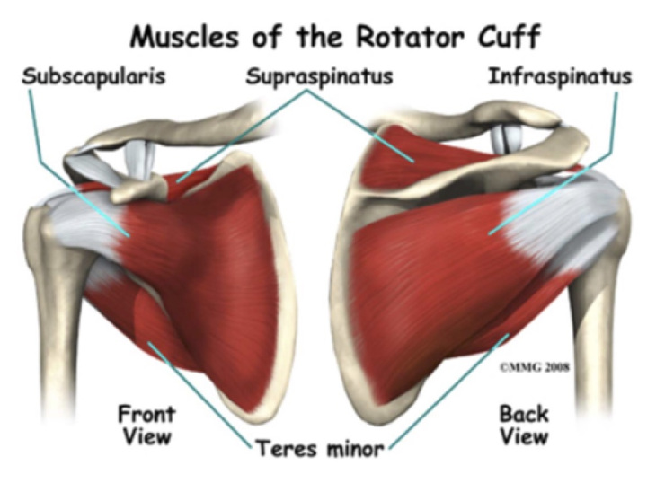 Rotator Cuff Injury Recovery